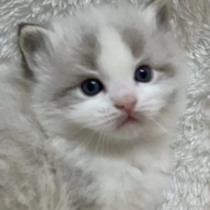 ID：2404-00340の子猫