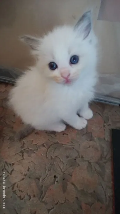 ID:1805-01552の子猫