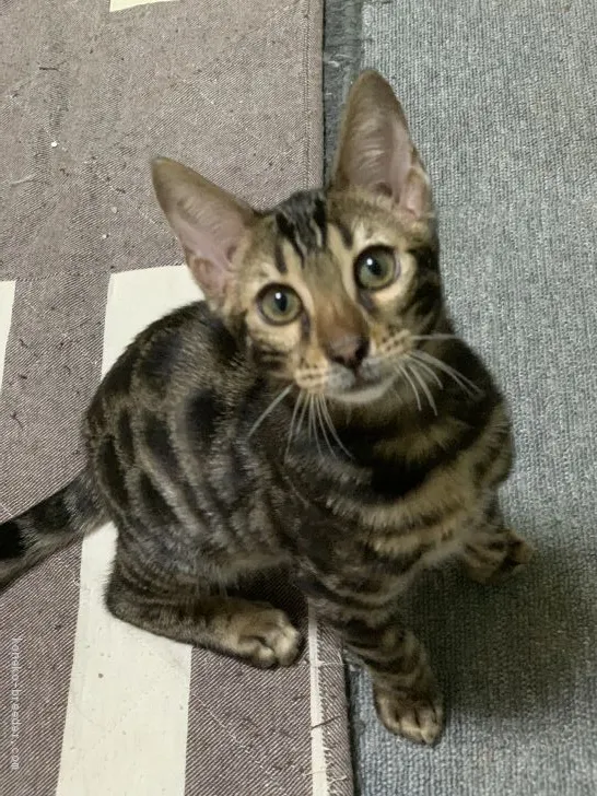 ID：2009-01370の子猫