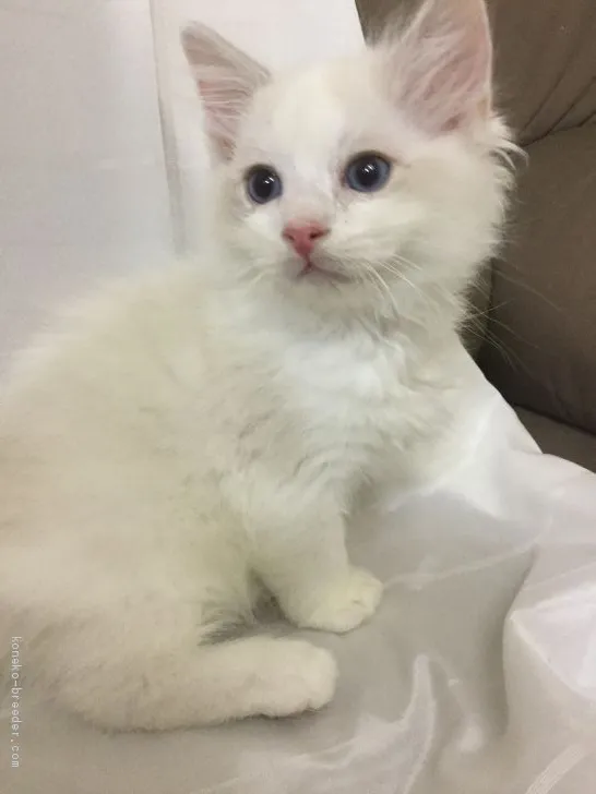 ID:2009-01643の子猫