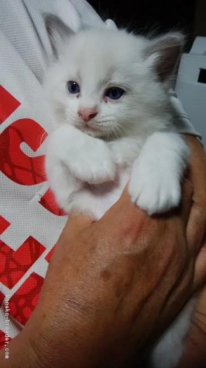 ID:1806-00171の子猫