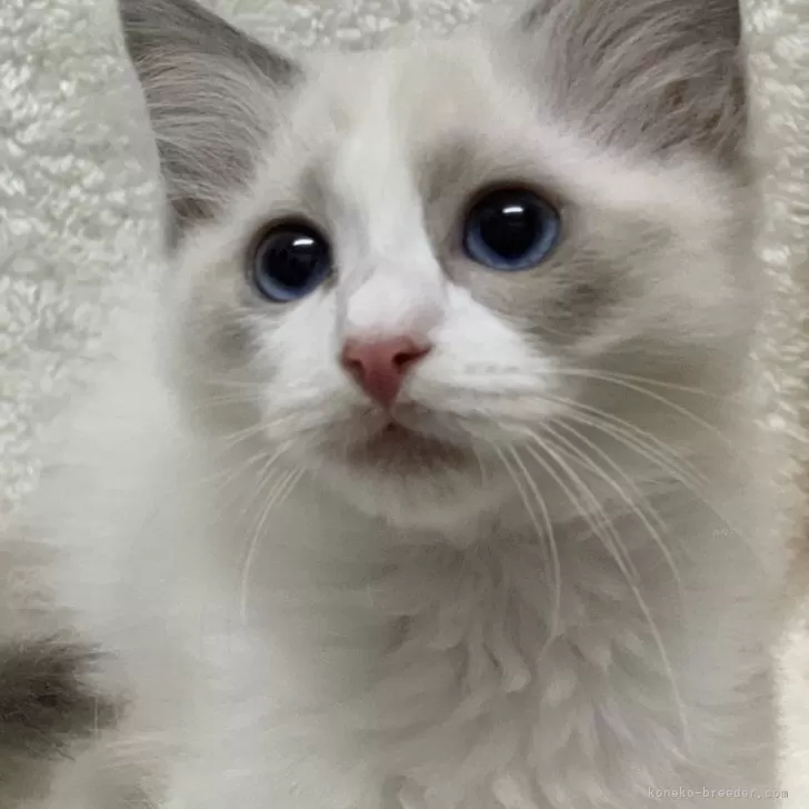 ID：2402-00297の子猫