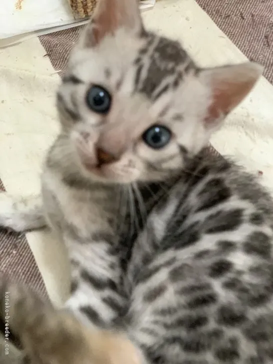 ID：2112-00453の子猫