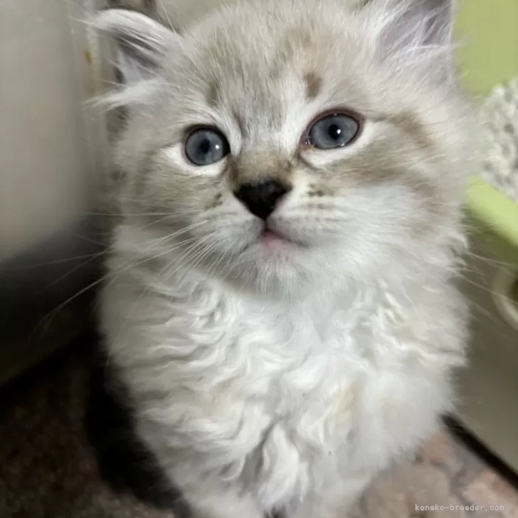 ID：2411-01198の子猫
