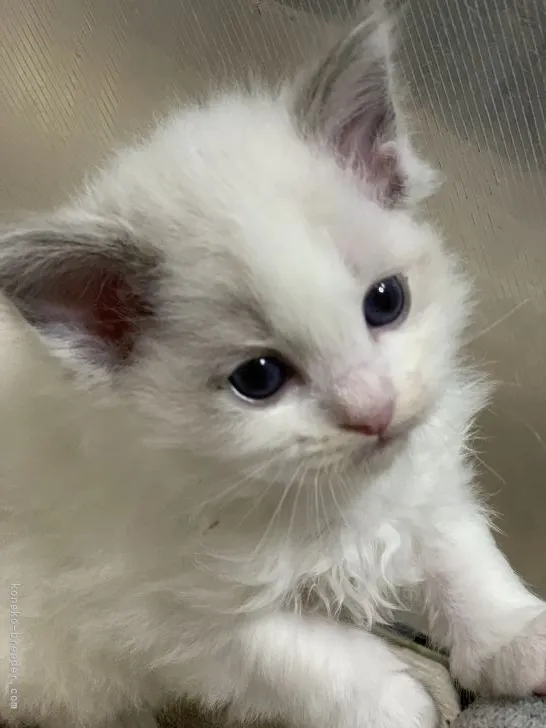 ID:2104-00329の子猫