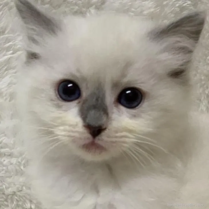ID:2301-02343の子猫