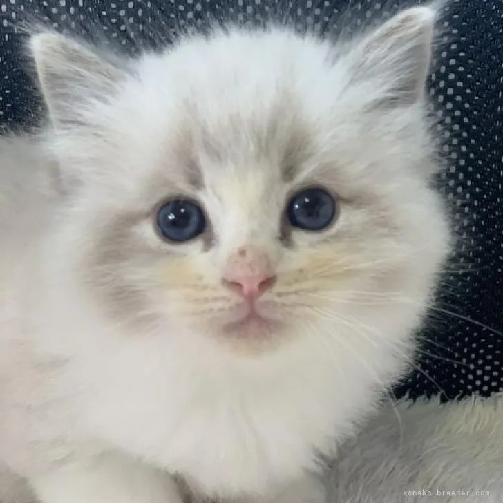 ID:2302-01986の子猫
