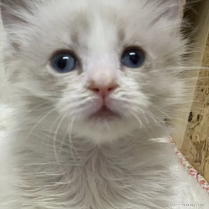 ID：2305-01798の子猫