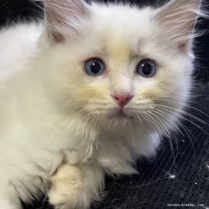 ID：2410-00293の子猫