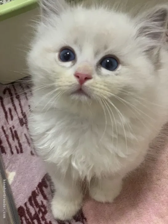 ID:2201-01234の子猫