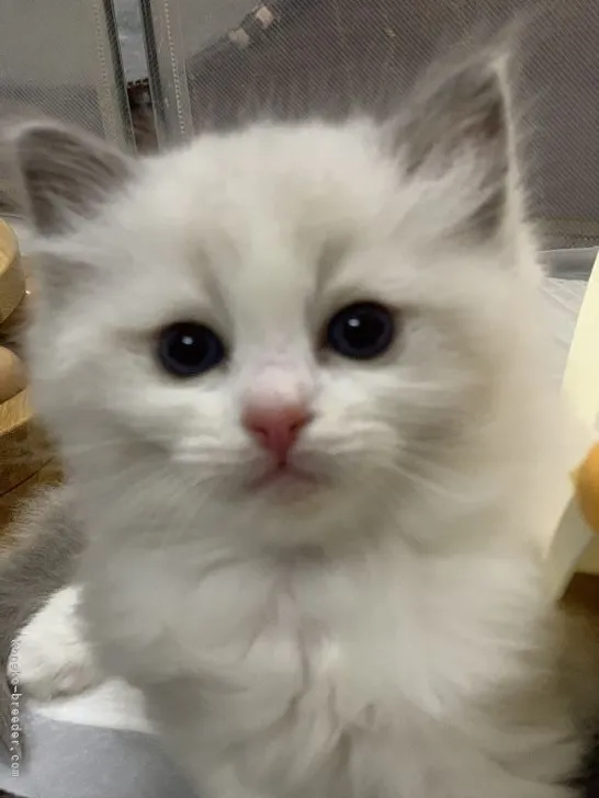 ID:2201-00113の子猫