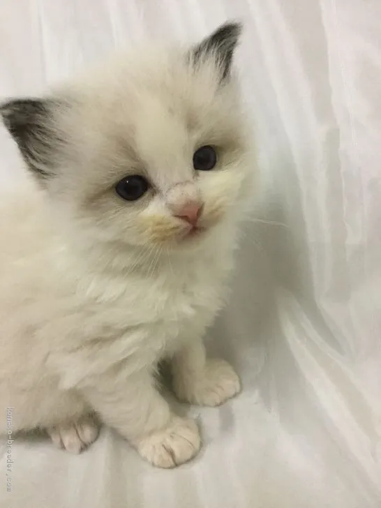 ID：2004-01522の子猫