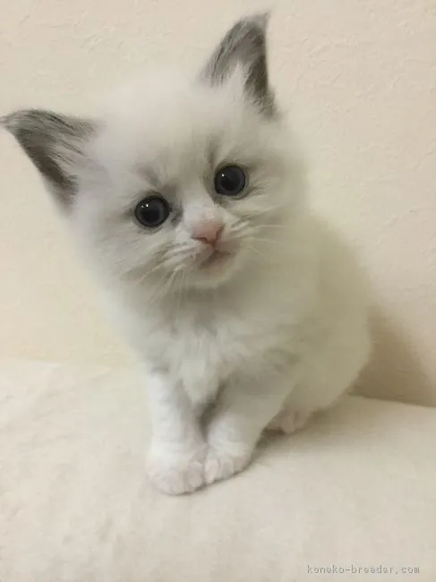ID:1812-00066の子猫