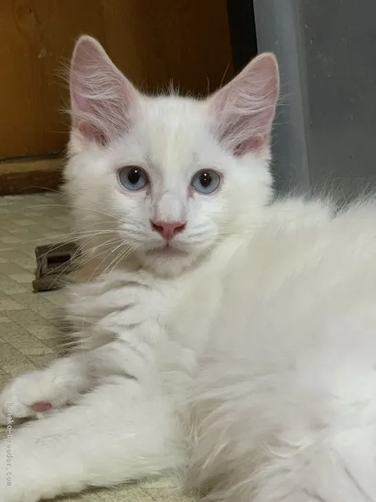 ID:2007-00384の子猫