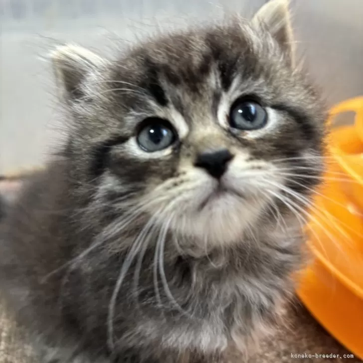 ID:2411-01197の子猫