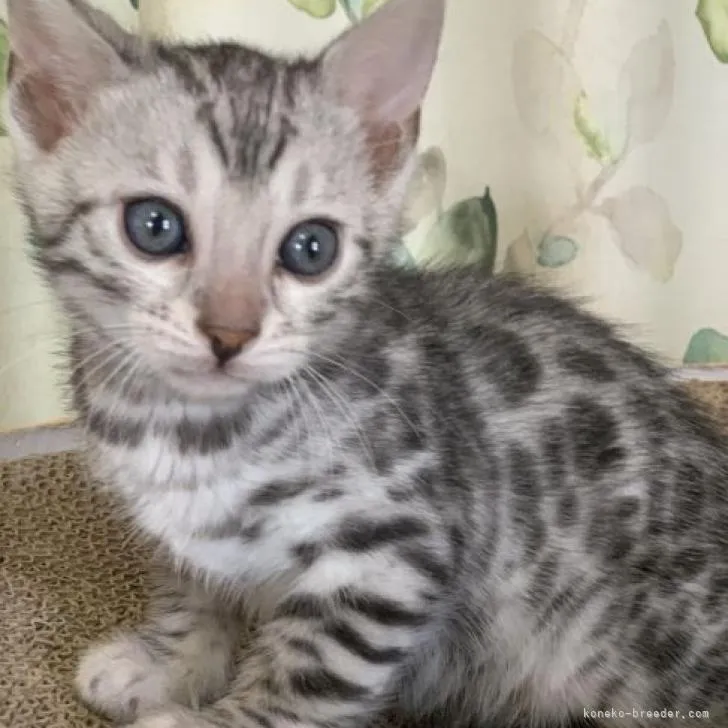 ID:2303-00533の子猫