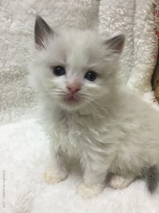 ID：2203-01102の子猫