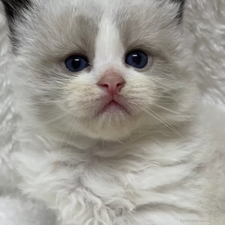 ID：2405-00789の子猫