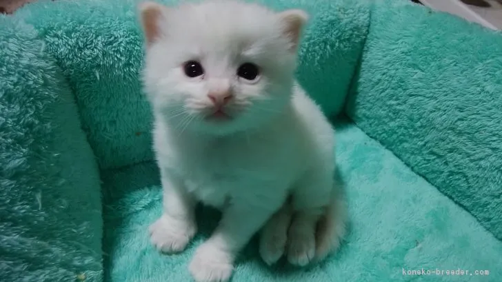 ID:1805-01111の子猫