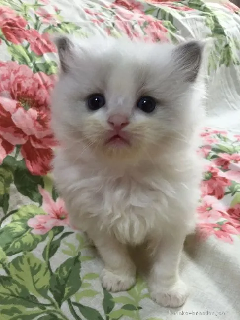 ID:1904-00470の子猫