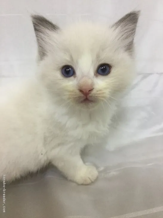 ID：2106-01689の子猫