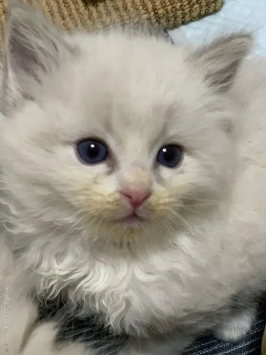 ID:2201-01233の子猫