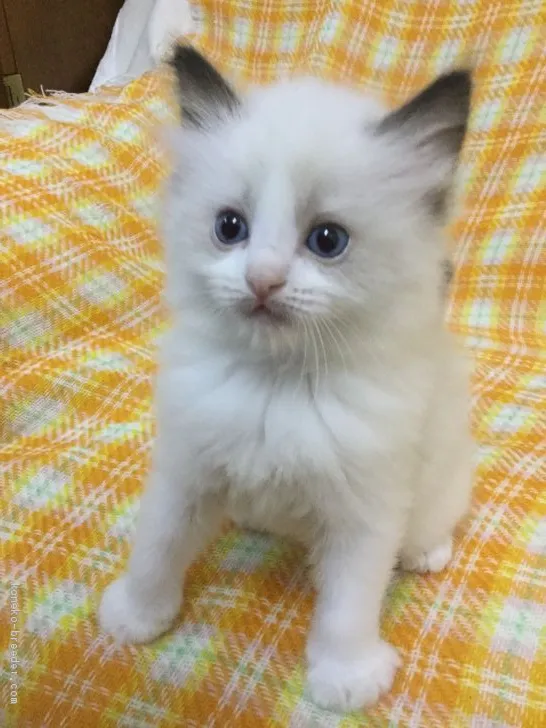ID:1905-01027の子猫
