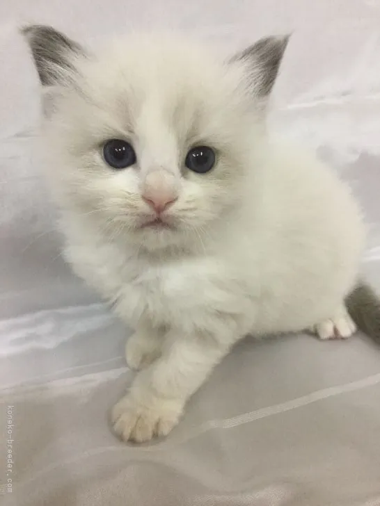 ID：2105-01405の子猫