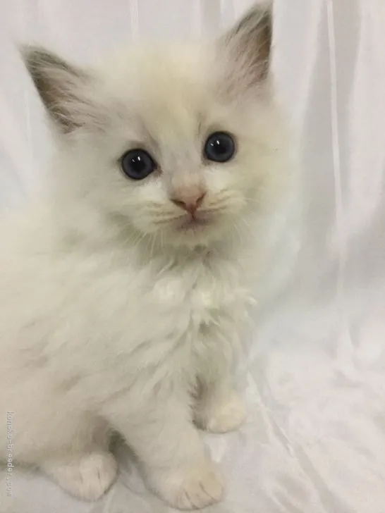 ID：1910-00966の子猫