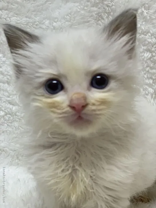 ID：2204-02003の子猫