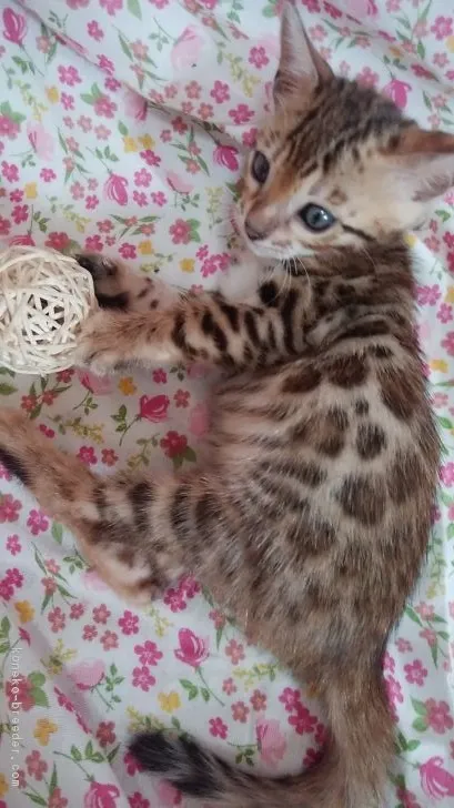 ID：1707-00643の子猫