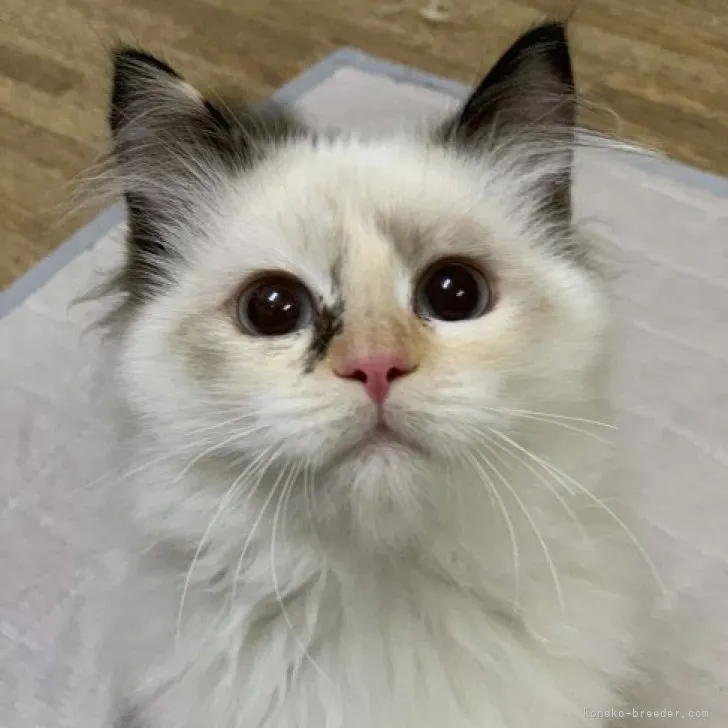 ID：2301-00467の子猫