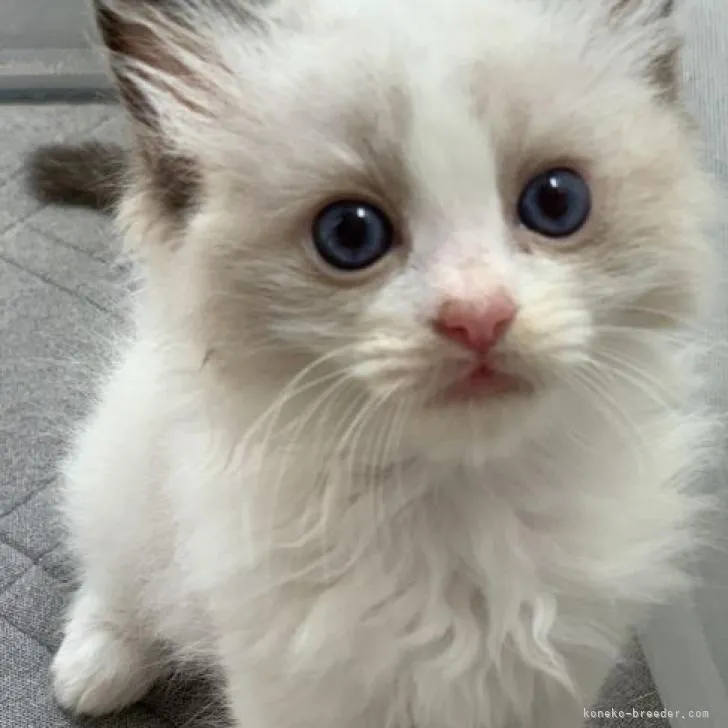 ID:2206-03464の子猫