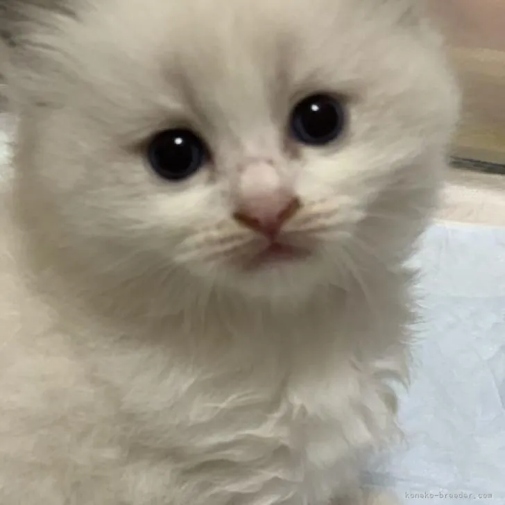 ID：2210-02194の子猫