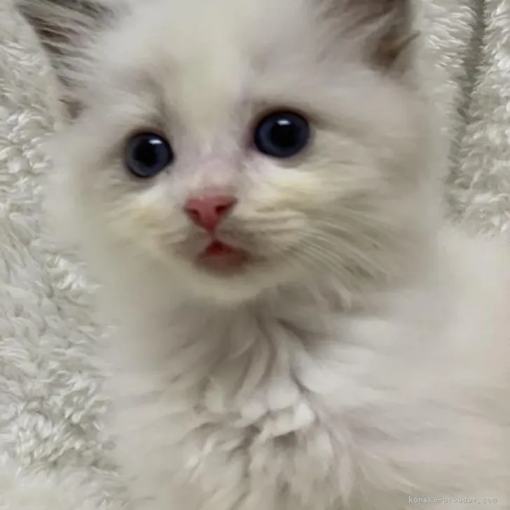 ID：2208-01880の子猫