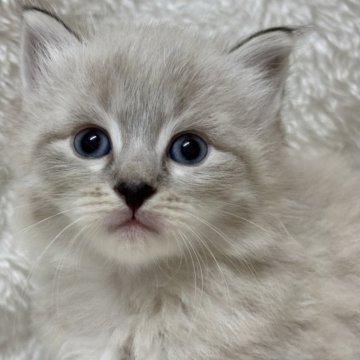 サイベリアン【香川県・男の子・2024年5月20日・シールリンクスポイント】の写真「可愛い男の子、チャンピオンベビー」