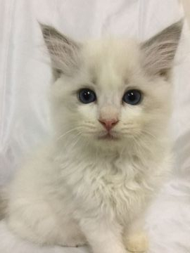 ラグドール【香川県・男の子・2019年9月8日・ブルーポイントバイカラー】の写真「可愛い男の子、チャンピオンベビー」