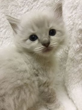 ラグドール【香川県・男の子・2021年12月30日・ブルーリンクスポイントミテッド】の写真「可愛い男の子、チャンピオンベビー」