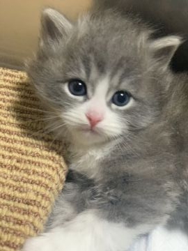 サイベリアン【香川県・男の子・2021年11月15日・ブルークラシックタビー&ホワイト】の写真「祖父母はロシア産、良血統のサイベリアン男子」