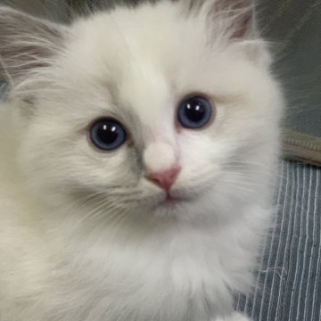 ラグドール【香川県・女の子・2023年10月28日・ブルーポイントバイカラー】の写真「可愛い女の子、チャンピオンベビー」
