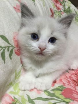 ラグドール【香川県・男の子・2019年2月13日・ブルーポイントバイカラー】の写真「可愛い男の子、チャンピオンベビー」