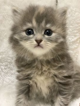 サイベリアン【香川県・女の子・2021年11月15日・ブルークラシックトービー】の写真「祖父母はロシア産、良血統のサイベリアン女子」