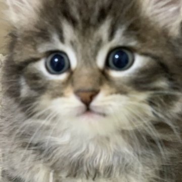 サイベリアン【香川県・男の子・2023年6月19日・ブラックシルバーマッカレルタビー】の写真「可愛い男の子、チャンピオンベビー」