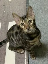 ベンガル【香川県・男の子・2020年8月18日・ブラウンスポテッドタビー(ロゼット)】の写真1「11/25撮影」