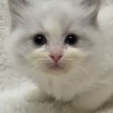 ラグドール【香川県・女の子・2023年12月9日・ブルーポイントバイカラー】の写真1