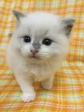 ラグドール【香川県・男の子・2019年3月28日・ブルーポイントバイカラー】の写真1「5/1撮影」