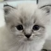 サイベリアン【香川県・女の子・2024年4月12日・シールリンクスポイント】の写真1