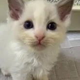 ラグドール【香川県・男の子・2022年8月26日・ブルーポイントバイカラー】の写真1「10/4撮影」