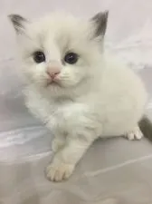 ラグドール【香川県・女の子・2021年4月17日・ブルーポイントバイカラー】の写真2