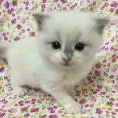 ラグドール【香川県・男の子・2019年3月28日・ブルーポイントバイカラー】の写真2